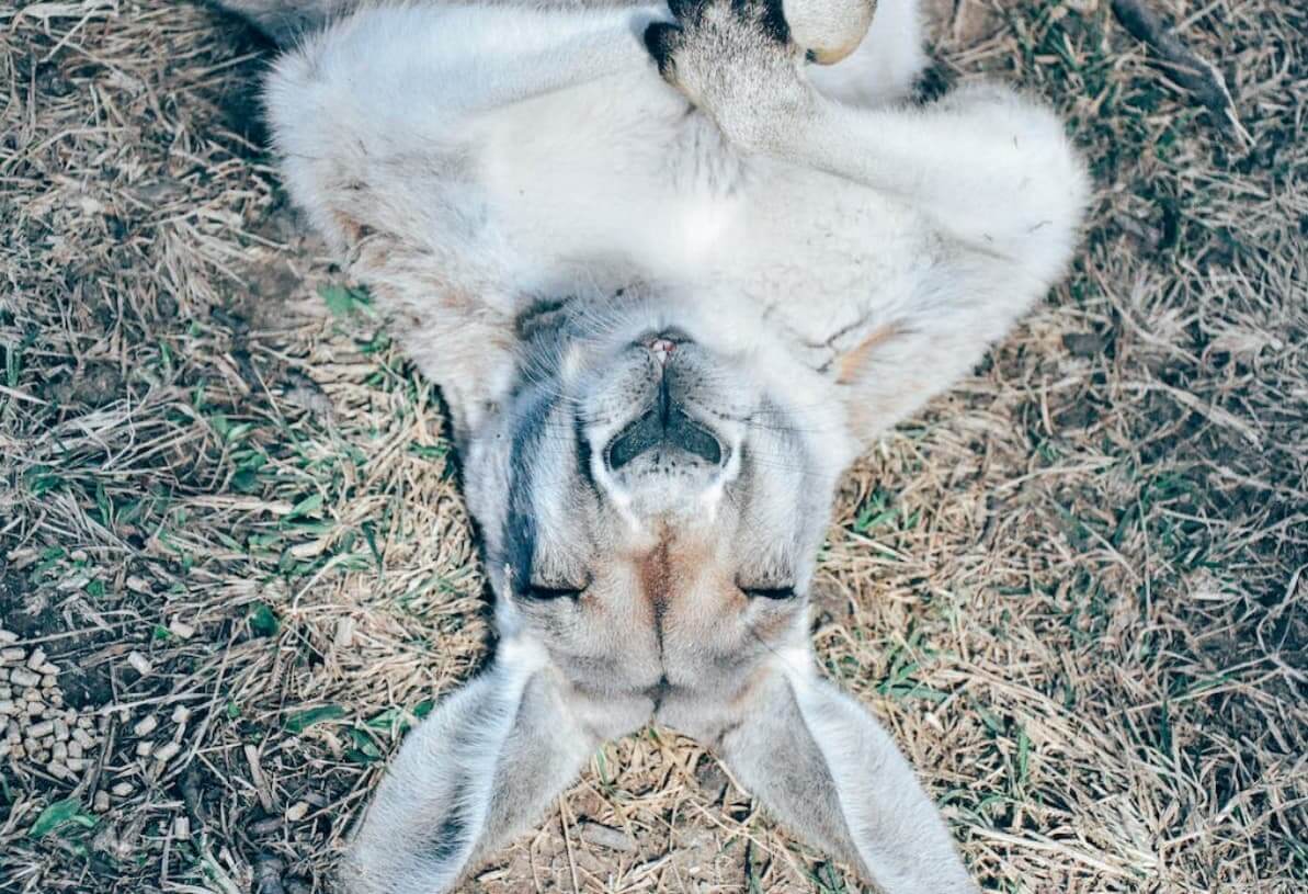 kangaroos sleep